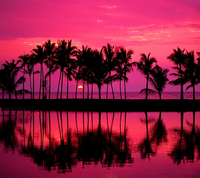 Palm Line, beach, ocean, sun, sunset, tree, HD wallpaper