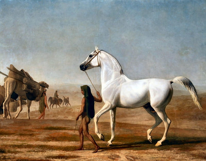 Wellesley Grey Arabian - Horse, art, equine, bonito, horse, artwork, animal, Arabian, groom, painting, wide screen, camels, HD wallpaper