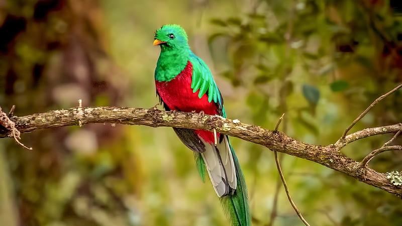 Resplendent Quetzal Bird , resplendent-quetzal, birds, HD wallpaper