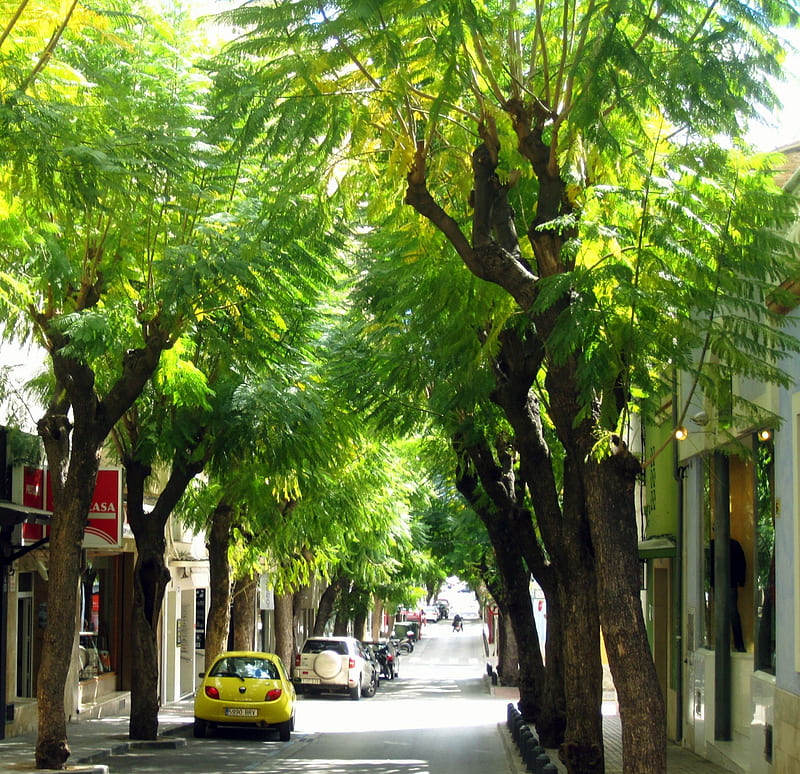 Typical spanish street, carros, graphy, green, road, trees, street, spanish, HD wallpaper