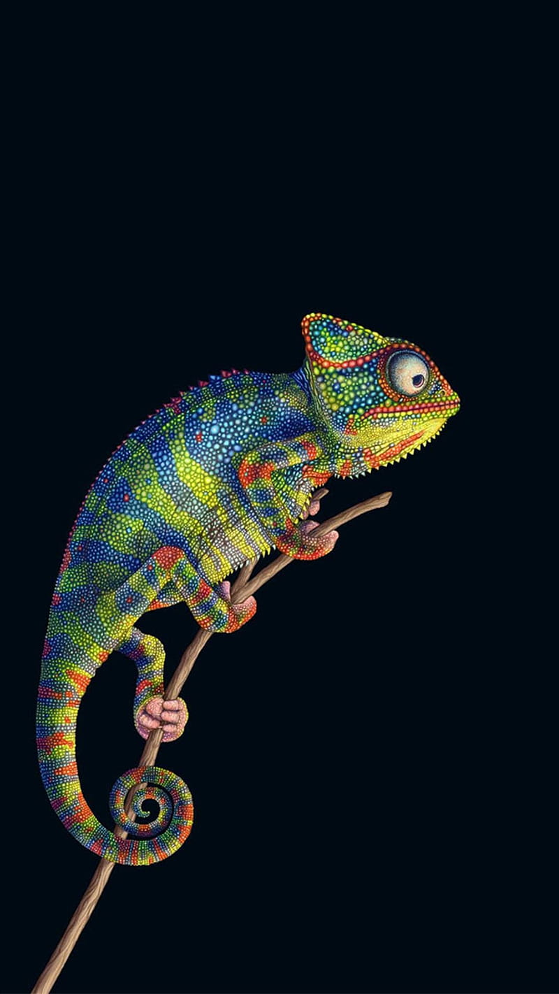 Chameleon, animal, black, colorful, colors, iphone, iphone 11, HD phone  wallpaper | Peakpx