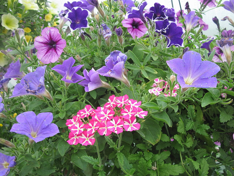 Flowers day at the greenhouse 44, graphy, purple, green, garden, Flowers, petunias, HD wallpaper