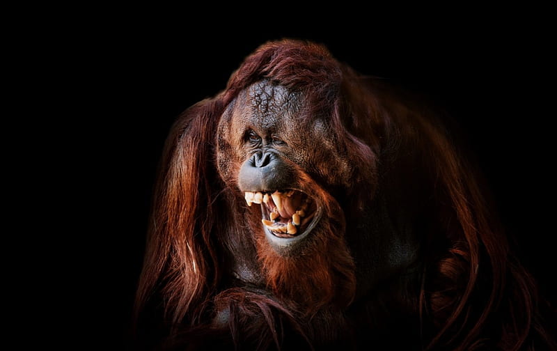 Orangutan, Face, Smile, Ape, HD wallpaper