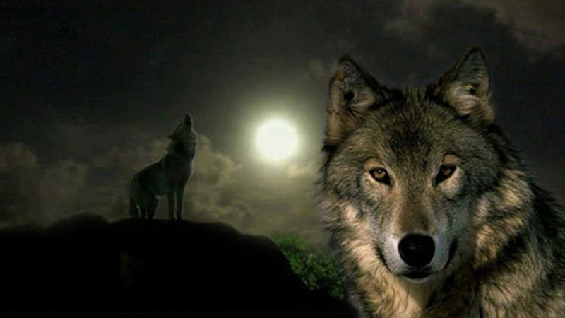 Gray Wolf Full Moon, lobo, full moon, wolf, collalge, mysterious, wolves, HD wallpaper