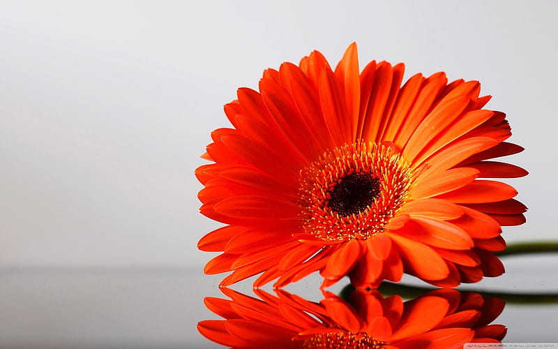 gerbera daisies, daisies, orange, gerbera, flowers, simple, HD wallpaper