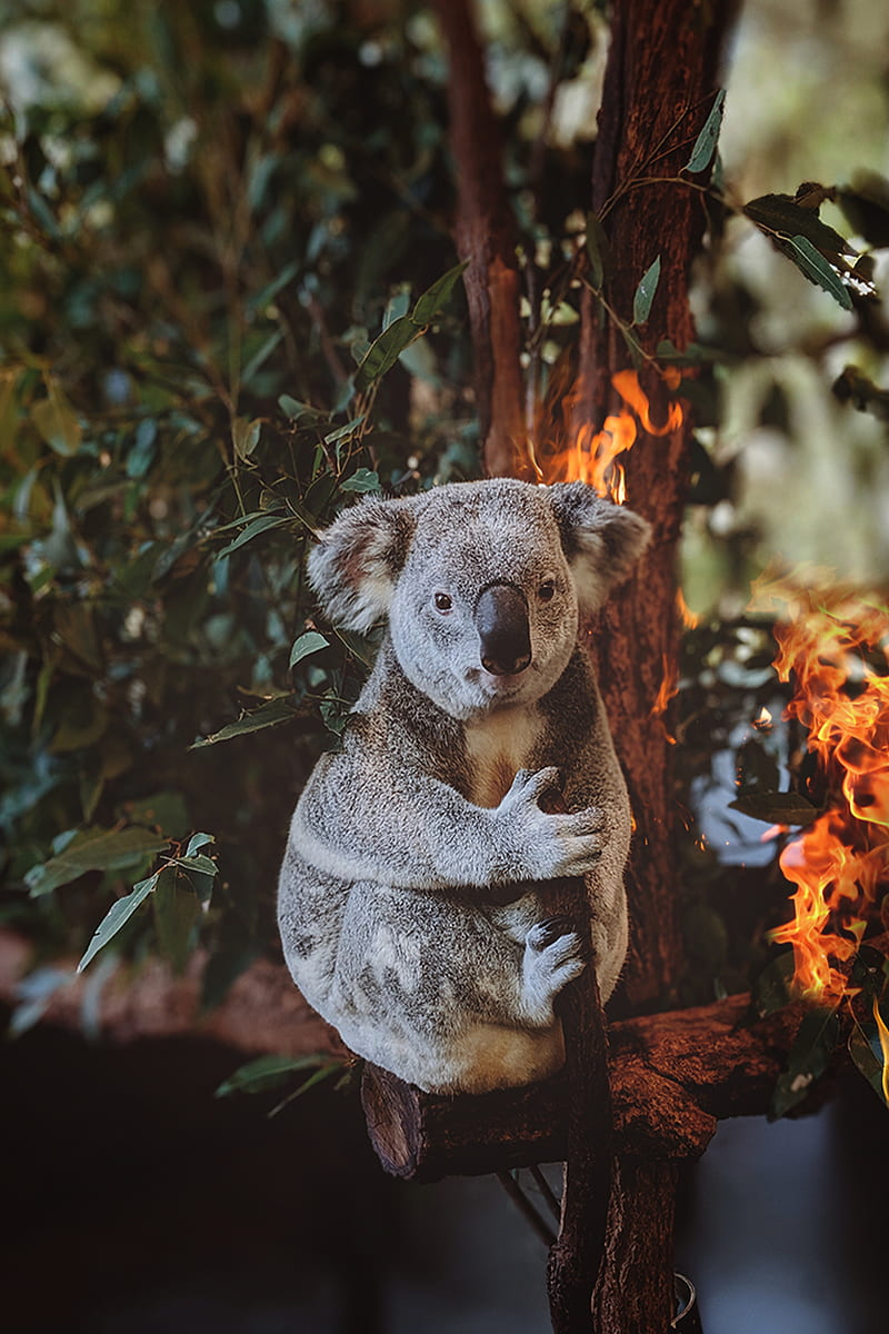 Fire Koala, Hermes, amazon, amazonia, animals, clean, clear, earth, environment, fire in the woods, florest, floresta, forest, goals, green, indigenous, life, natural, nature, peace, planet life, plants, preservation, save, save the world, the, trees, woods, woods in fire, world, HD phone wallpaper