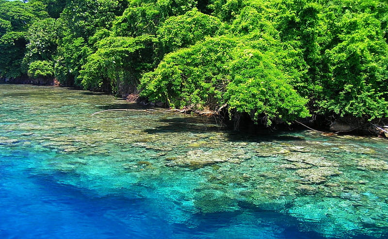 Kimbe Island, Papua New Guinea, archipelago, marine biodiversity, rainforest, crystal waters, trees, bay, sea, HD wallpaper