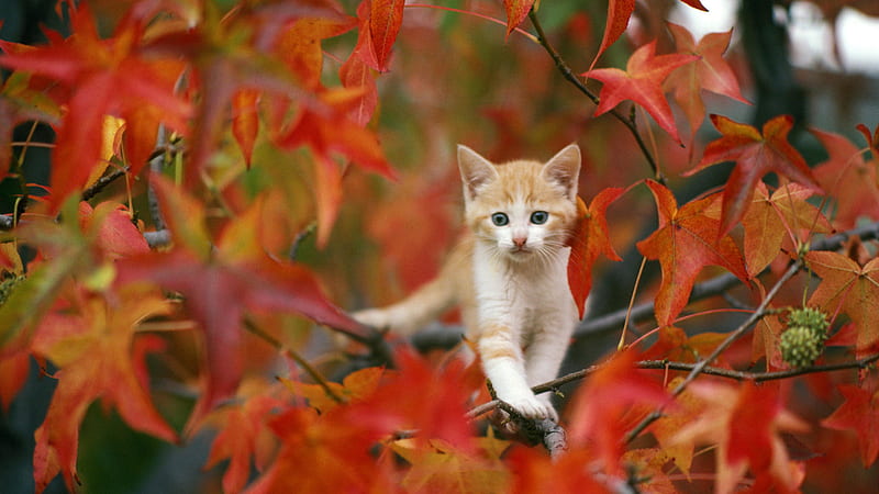Brown White Cat Kitten On Red Leaves Autumn Tree Branches Cute Cat, HD wallpaper