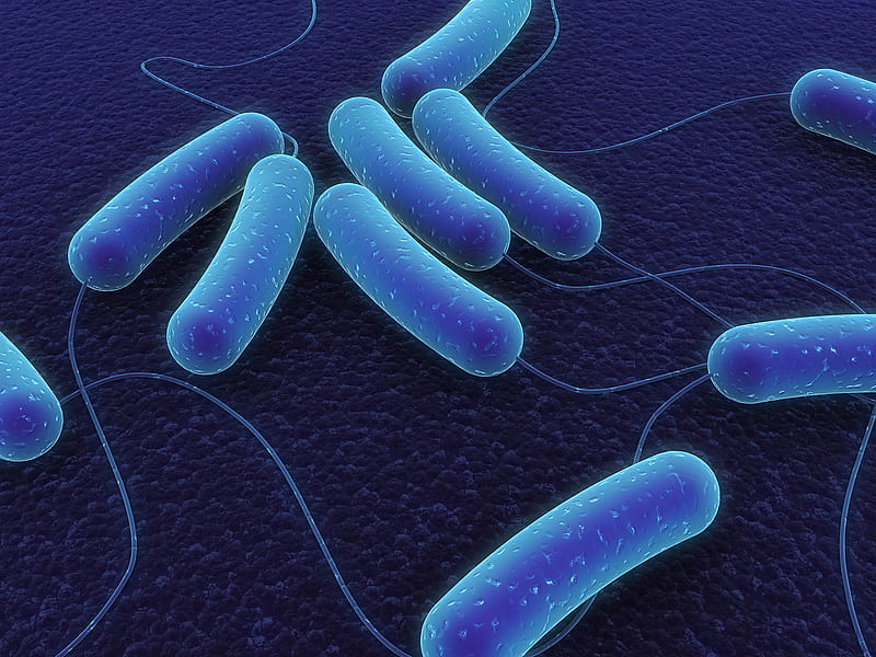Coli Bacteria In Blue, microscopic, blue, bacteria, HD wallpaper