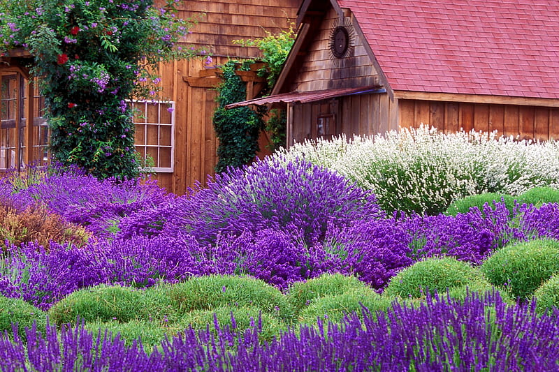 Lavender Cottage, house, window, cottage, wheat, plant, lavender, green, purple, flower, flowers, nature, violet, HD wallpaper