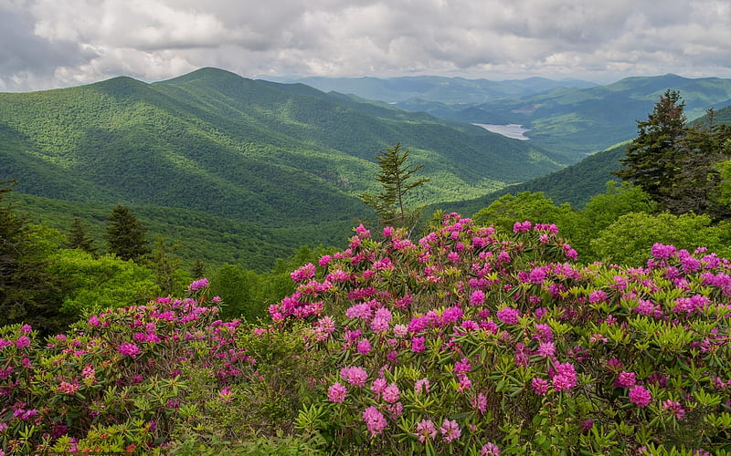 Mountain Landscape, flowers, mountains, landscape, rhododendrons, HD wallpaper
