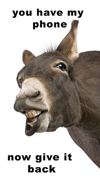 Donkey, animal memes, donkeys, elk, farm, give it back, memes, nature,  phone, HD phone wallpaper | Peakpx