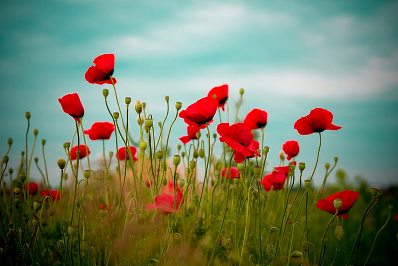 Poppies, flowers, landscape, nature, red, HD wallpaper