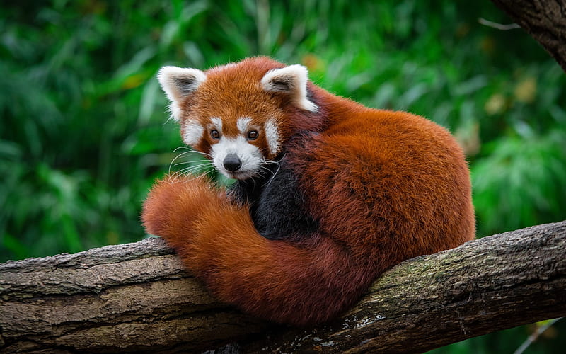 Lesser panda, red panda, wildlife, cute teddy bear, forest, HD wallpaper