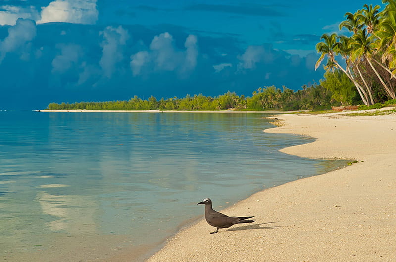 Bird on South Pacific Beach, polynesia, islands, exotic, ocean, palm trees, sea, aitutaki, lagoon, beach, sand, paradise, bird, island, tropical, south pacific, blue, HD wallpaper