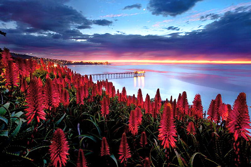 Ring of flame, red, flowers, spring, sunset, blue sky, clouds, lake, HD wallpaper