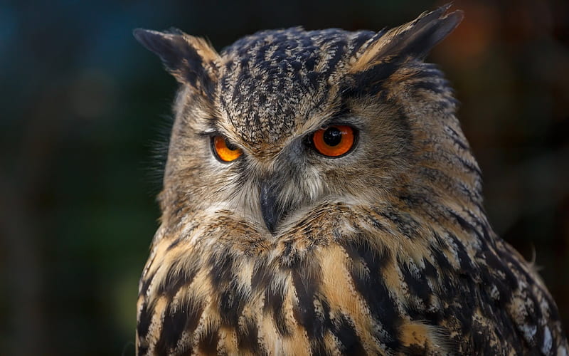 owl, bird, owl eyes, beautiful bird, HD wallpaper