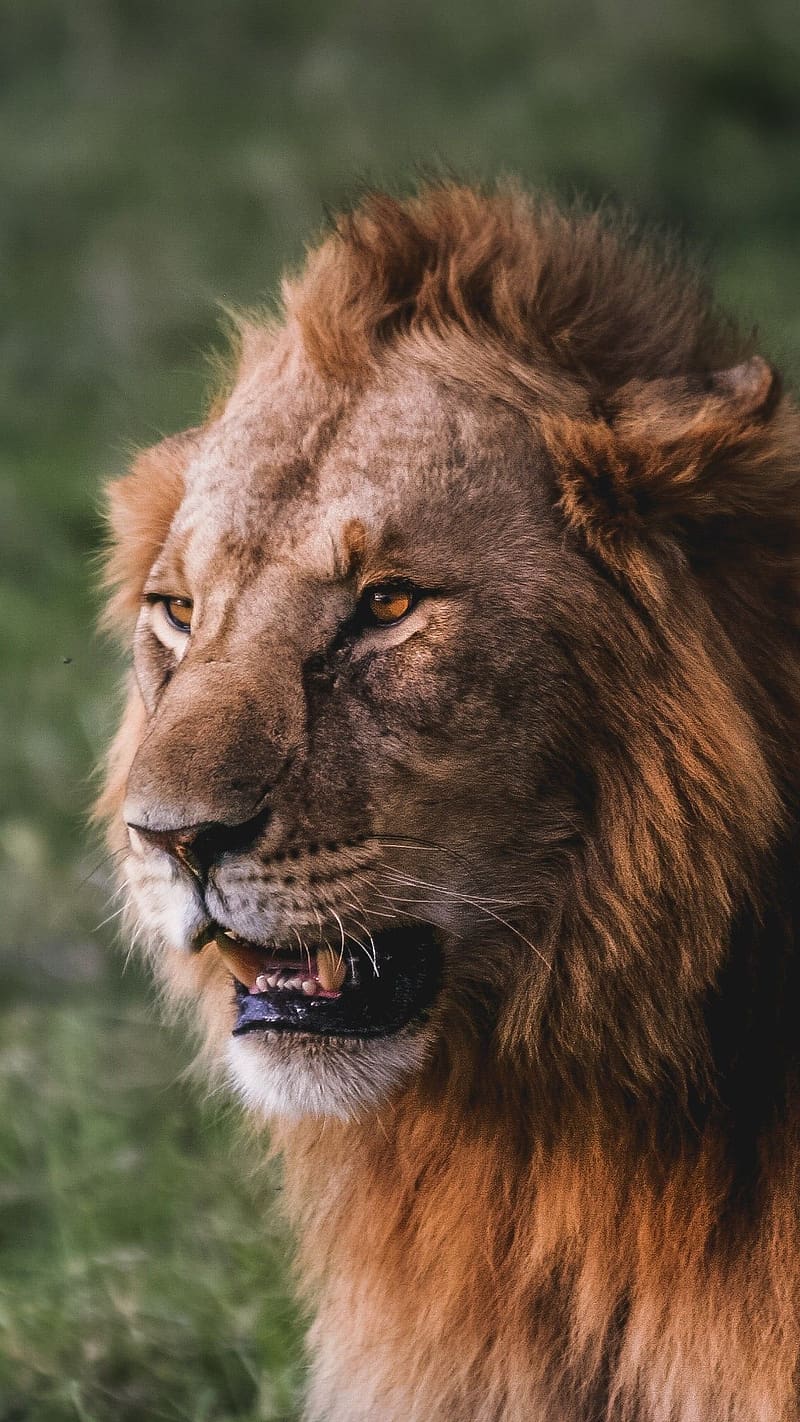 Lions, lion, , best, HD phone wallpaper | Peakpx