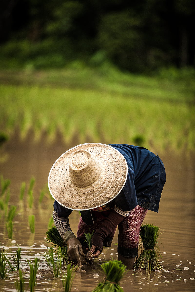 person wearing brown straw hat while planting rice selective focus graphy, HD phone wallpaper