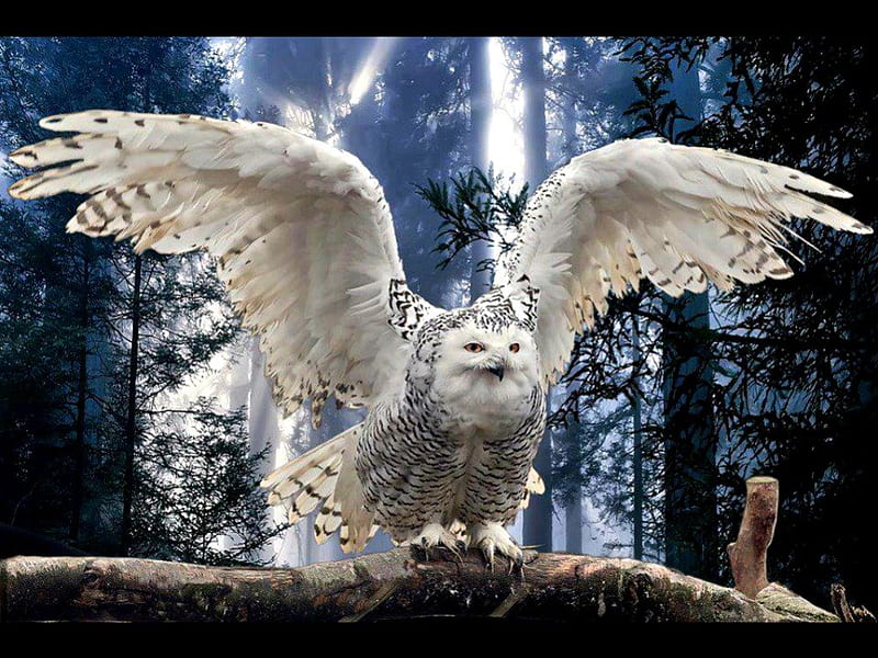 Snowy owl ready to take of, owl, wings, bird, snow, white, forrest, HD wallpaper