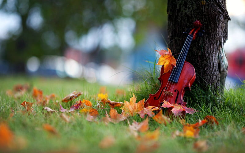 Autumn Serenade, fall, tree, violin, leaves, season, HD wallpaper
