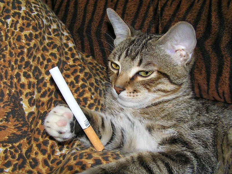 Don't smoke, please!! You don't have 7 lives..., grass, cat, cigarette, animal, sweet, feline, green, nature, kitten, HD wallpaper