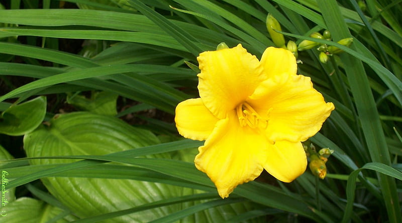 A Delightful Day Lily, sing1e bloom, co11ie, yellow, leaves, green, flower, day lily, b1oom, golden yellow, daylily, HD wallpaper