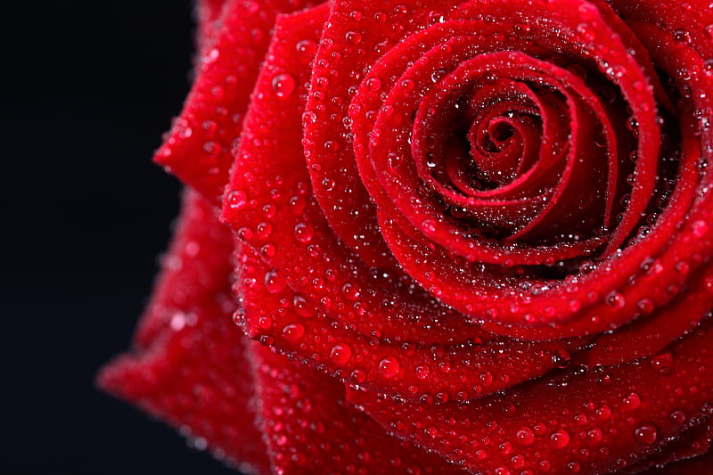 Rose, red, pretty, wet, bonito, drops, graphy, nice, beauty, amazing lovely, romantic, romance, colors, black, delicate, elegantly, cool, black background, flower, great, HD wallpaper