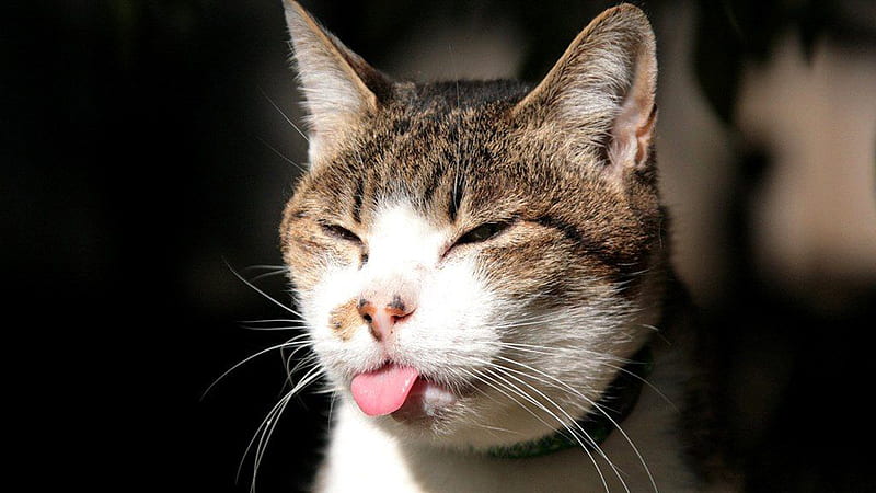 Funny Cat Face With Tongue Out In Blur Background Funny, HD wallpaper