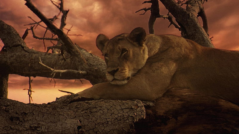 The Last Lions, powerful, desert, exotic, movie, resting, bonito, cat, lion, predator, big, lioness, HD wallpaper