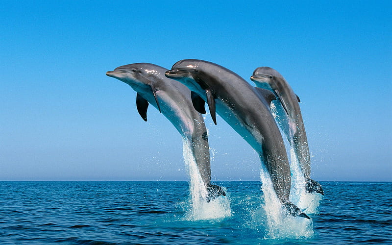 dolphins-The mysterious world of the sea, HD wallpaper