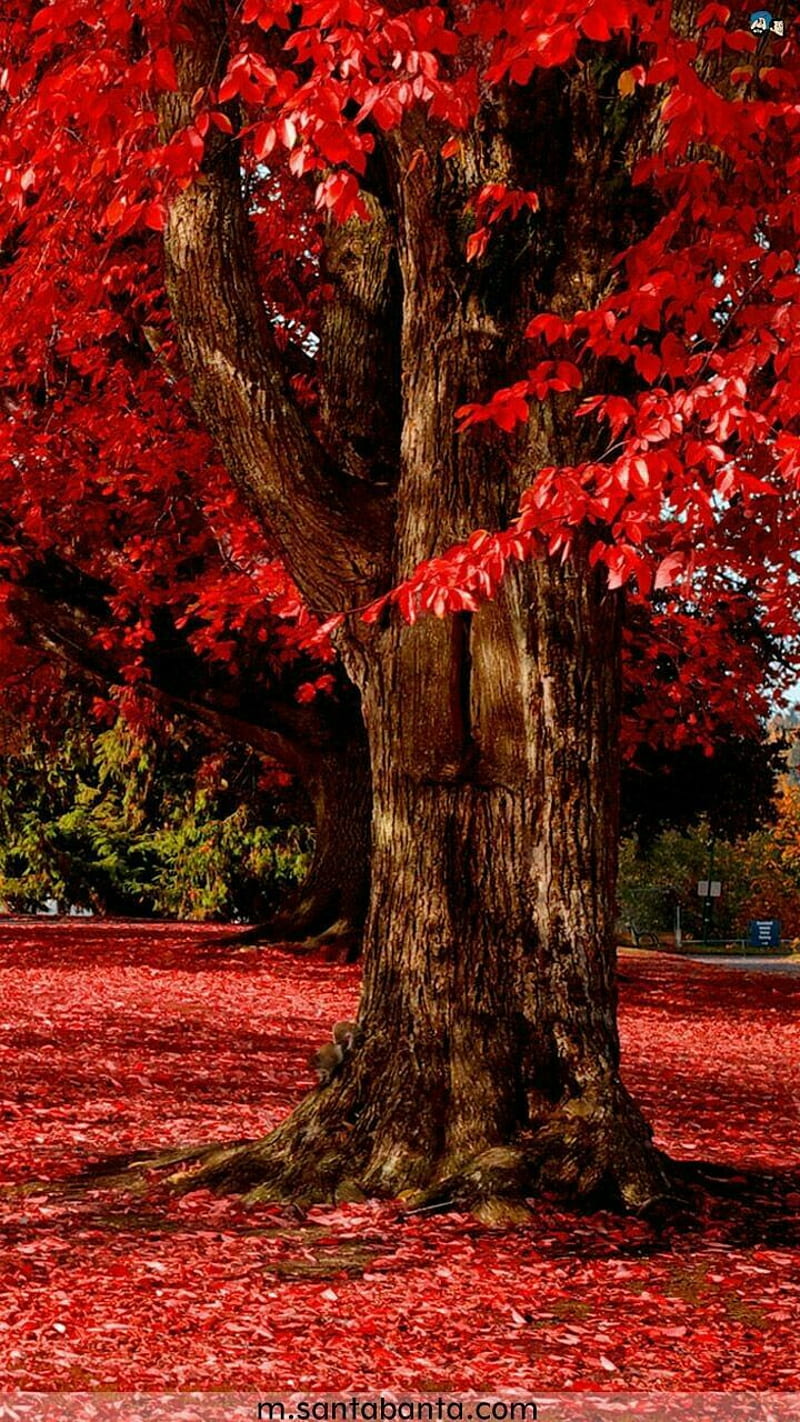 Red Oak, autumn, fall, forest, scenery, HD phone wallpaper