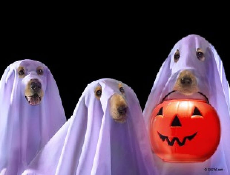 Spooky Dogs, costumes, halloween, pumpkin, dogs, HD wallpaper