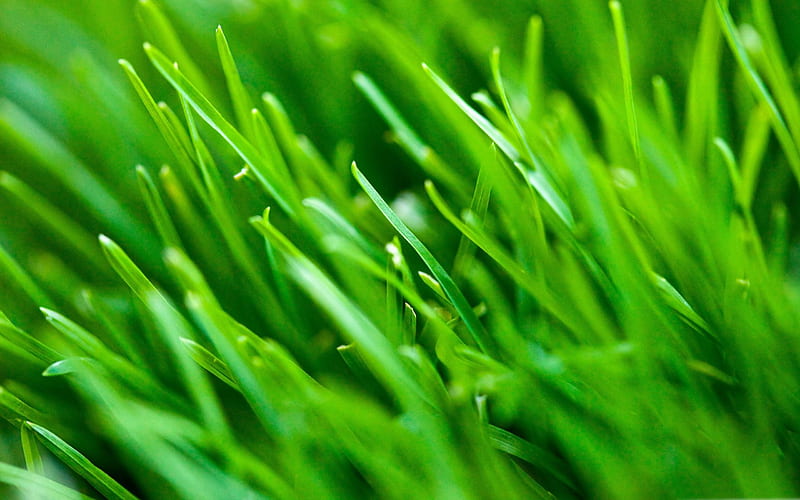 green grass background-Fresh nature green plants, HD wallpaper