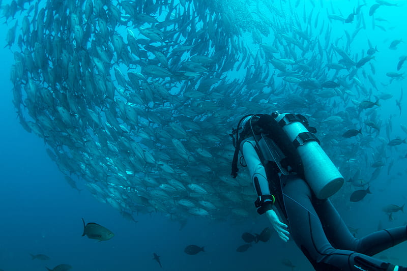 scuba diver watching school of gray fish underwater, HD wallpaper