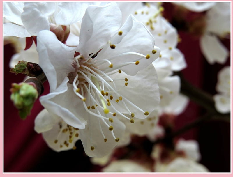 White Blossom in full bloom, flower, petals, blossom, bloom, HD wallpaper