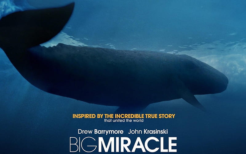 Big Miracle 2012 Movie s 07, HD wallpaper