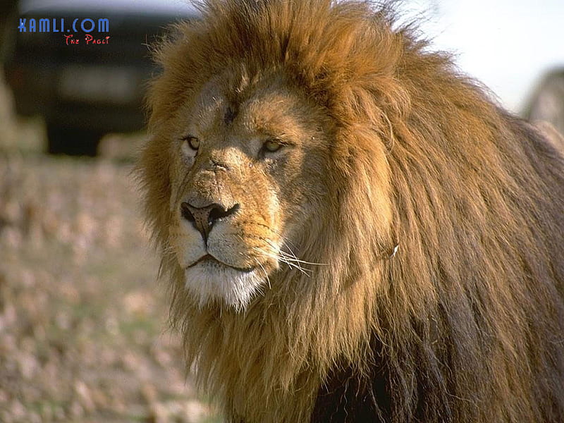 MY NAME IS LEO THE LION, handsome, beast, beauty, majestic, HD wallpaper
