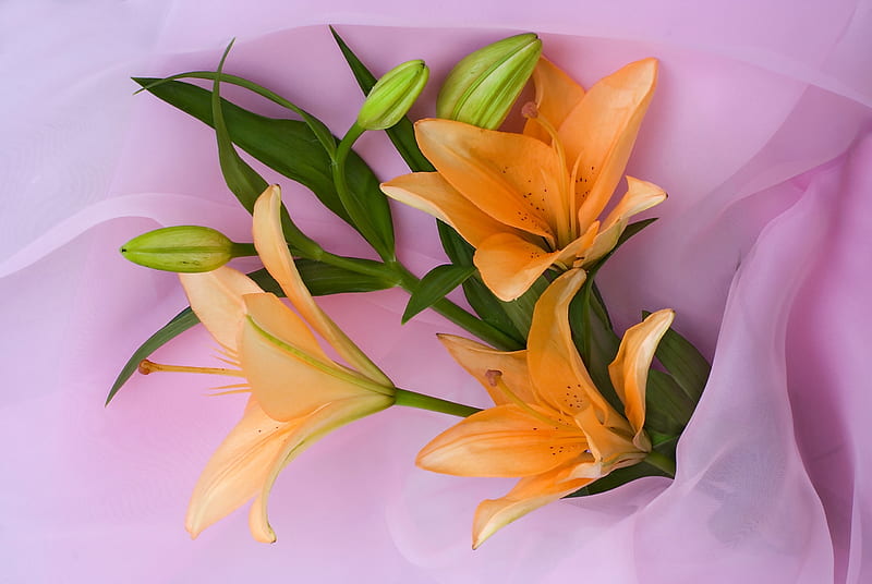 Page 7, HD flowers pink lilies wallpapers