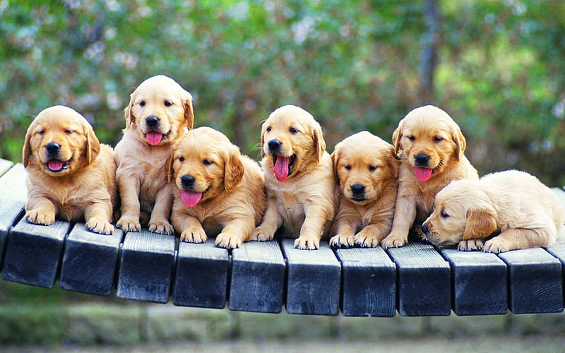 labradors, family, puppies, retriever, pets, friendship, small labradors, golden retriever, HD wallpaper
