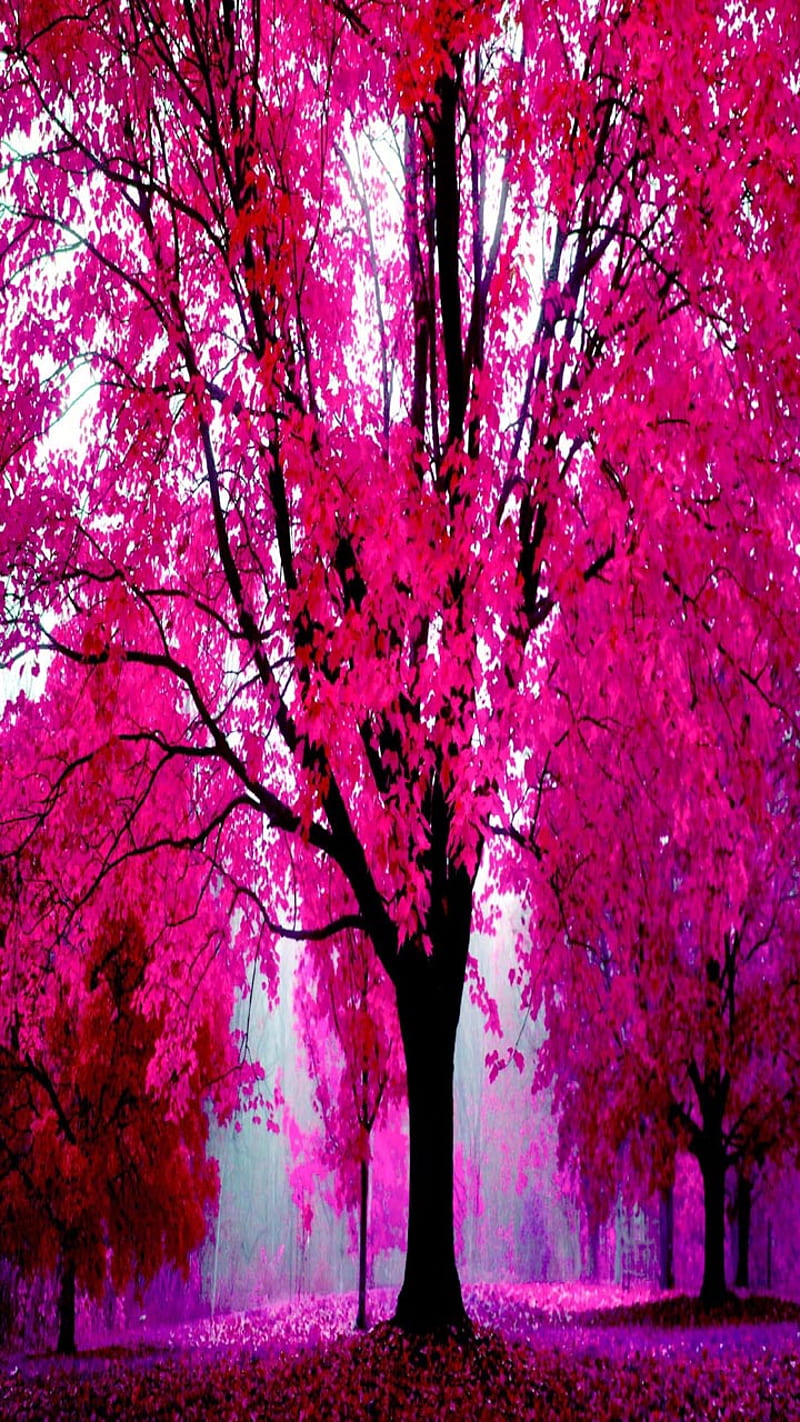 Nature in Pink, bonito, cute, look, nice, HD phone wallpaper | Peakpx