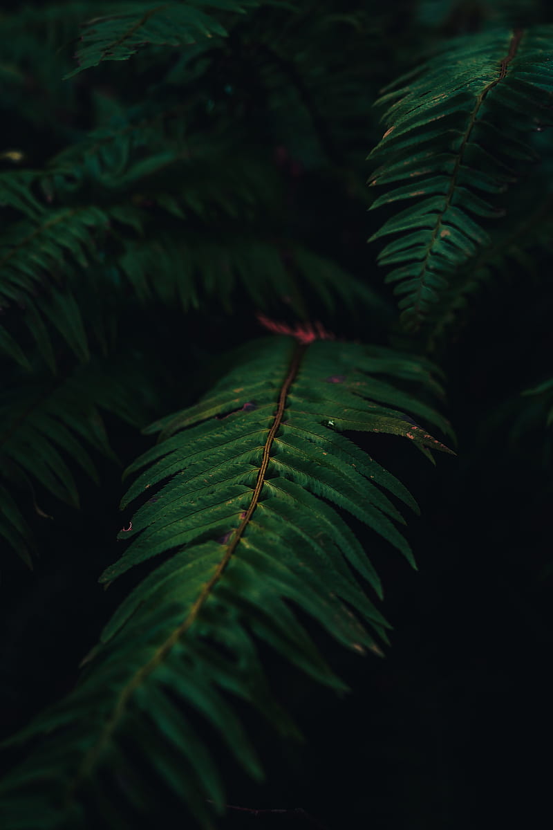 fern, plant, leaves, green, macro, HD phone wallpaper