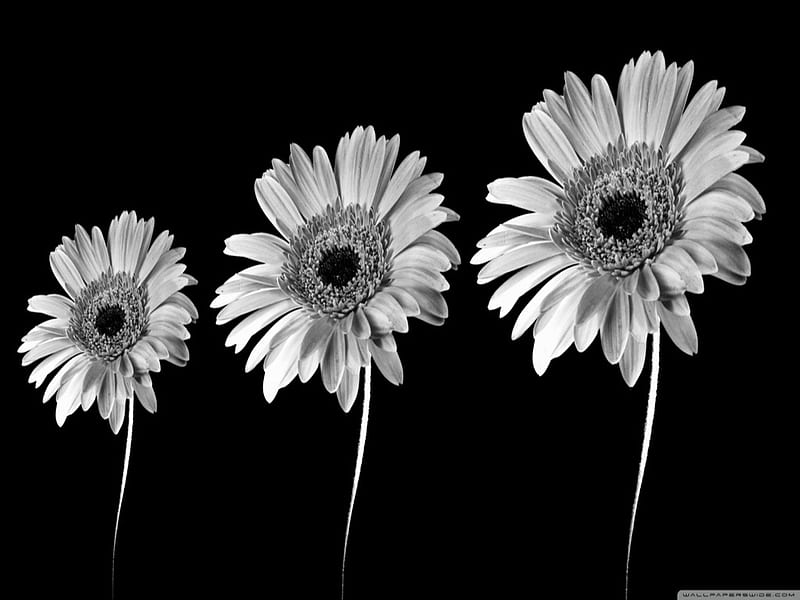 Black and white, Closeup, Black, Flowers, Whitr, HD wallpaper | Peakpx