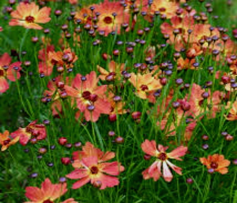 Coreopsis Or Known Tickseed, bonito, Know, Coreopsis, Tickseed, HD wallpaper