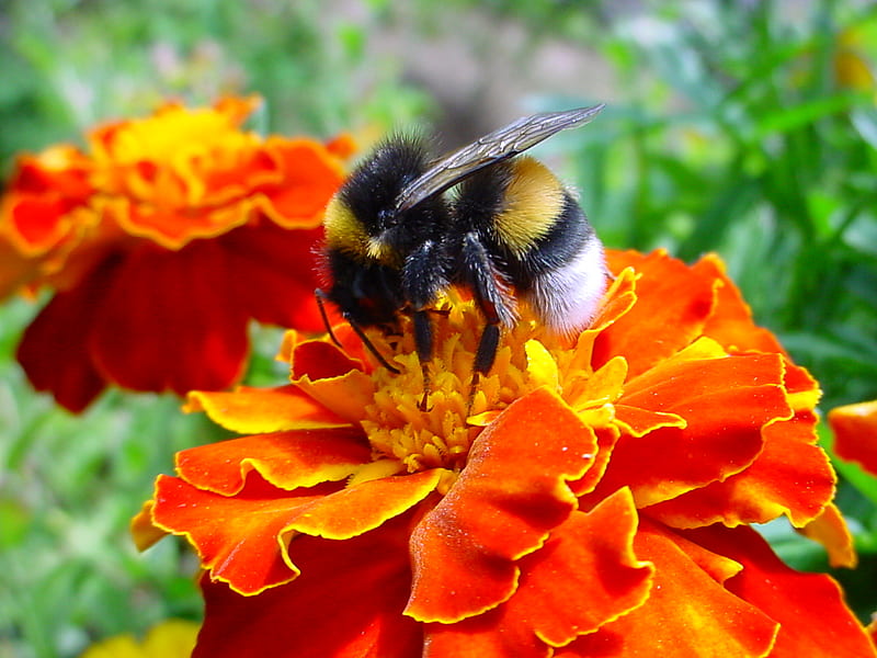 Hard At Work, insect, flowers, bumble bee, marigolds, HD wallpaper