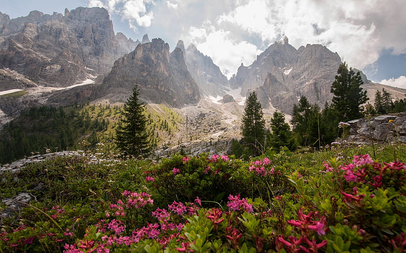 Dolomites, Alps, mountain landscape, mountain flowers, rhododendrons, mountains, spring, rocks, Italy, HD wallpaper