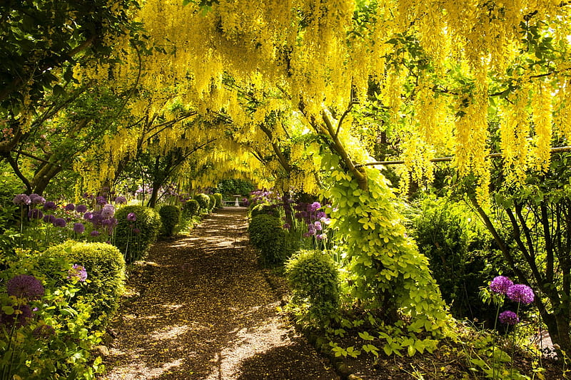 Park Tunnel of Yellow Tree Flowers, Parks, Trees, Flowers, Nature, HD wallpaper
