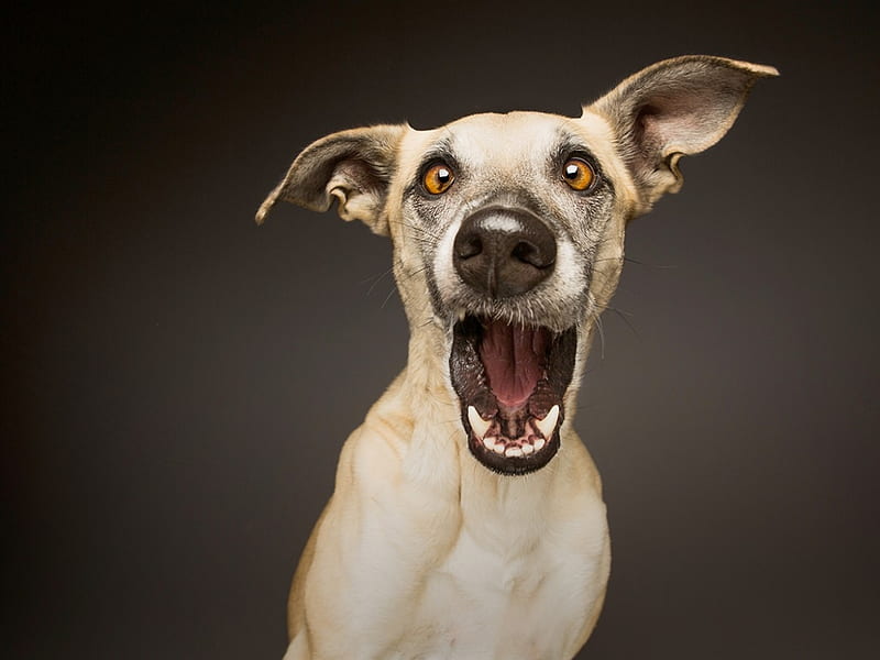 Funny face, caine, black, animal, funny, face, wieselblitz, elke vogelsang, white, dog, HD wallpaper