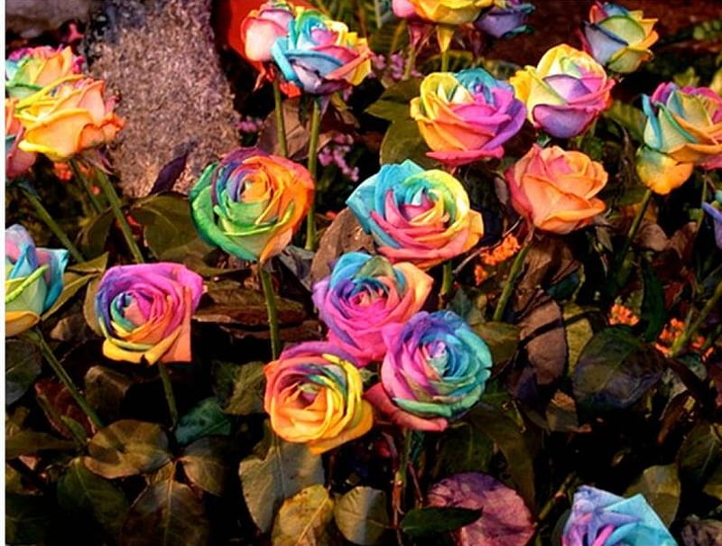 Rainbow Roses, garden, roses, rainbow colours, HD wallpaper