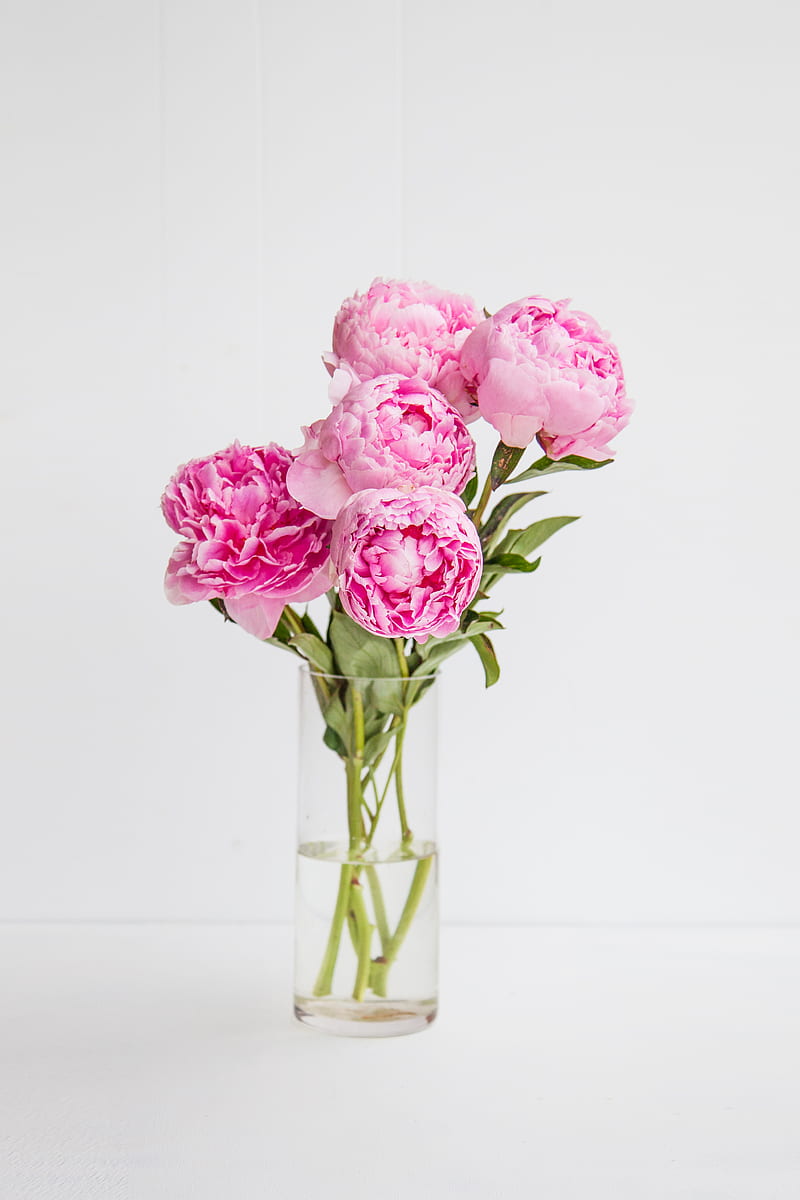 Pink rose flowers in vase, HD phone wallpaper | Peakpx